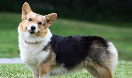 柯基幼犬能吃橘子嗎
