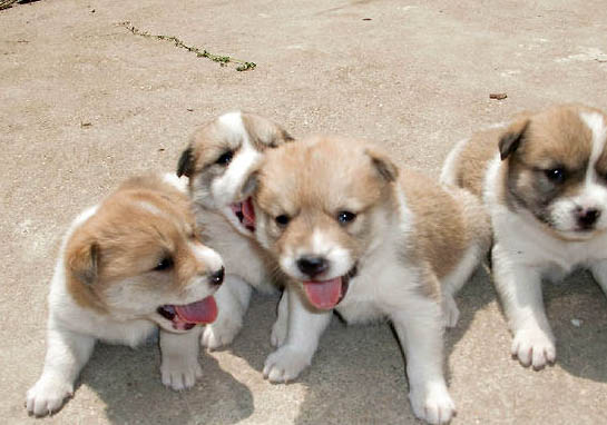 中華田園犬農村土狗有哪些品種