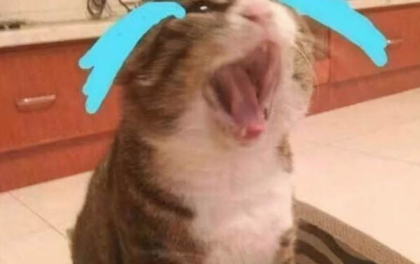 小貓飼養注意事項