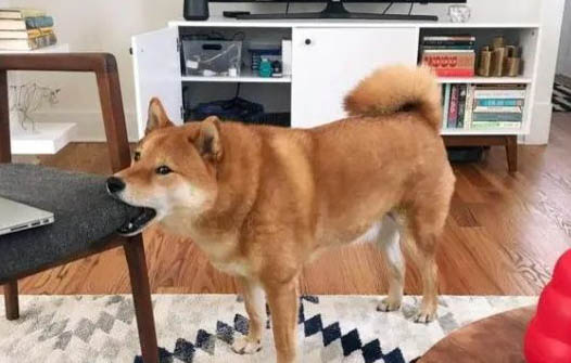 狗能吃櫻桃嗎為什么