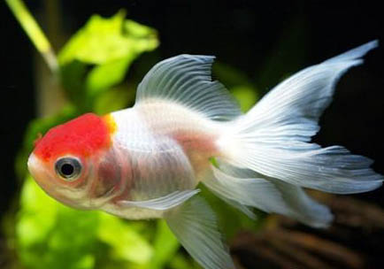 金魚養(yǎng)幾條比較吉利?