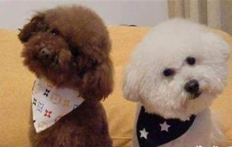 茶杯泰迪犬壽命一般有多久