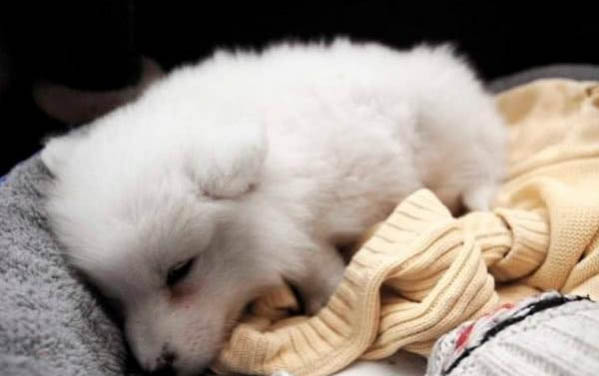 狗狗洗澡后多久可以進行體外驅蟲?