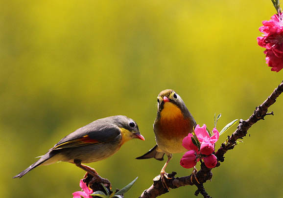 如何飼養相思鳥?