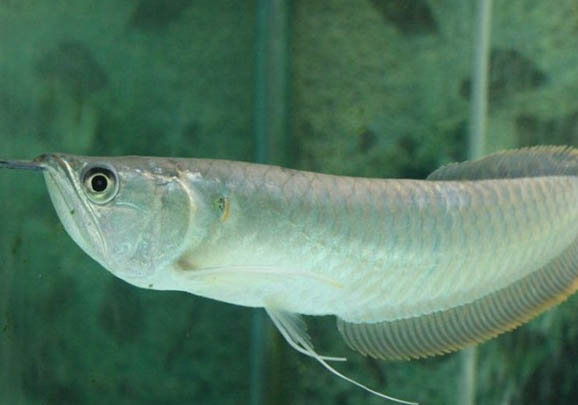 銀龍魚為什么不值錢?