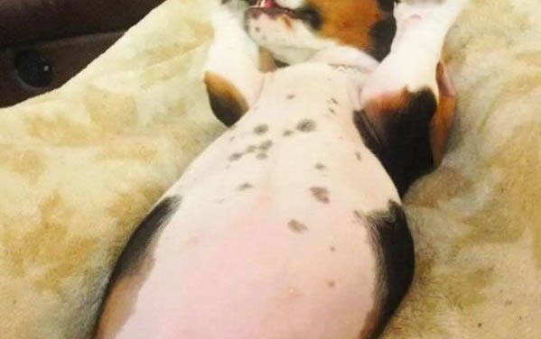 狗狗需要多久驅(qū)蟲一次?