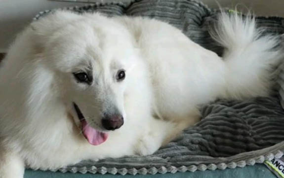薩摩耶犬的飼養要點有哪些