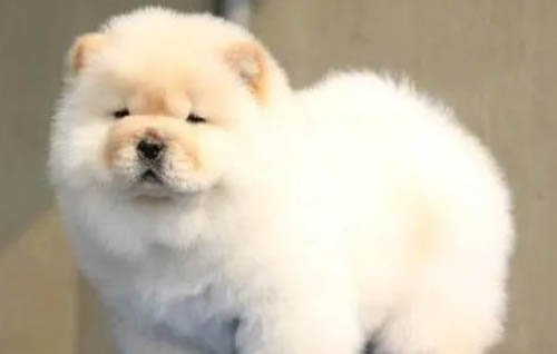 如何訓練狗狗不要亂咬東西