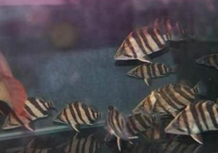 印尼虎魚能活多少年