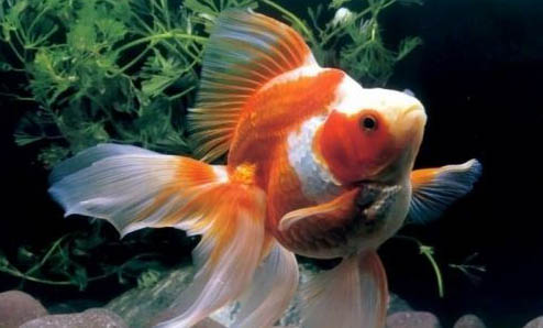 孔雀魚白子為什么難養