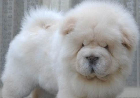 純種松獅犬多少錢