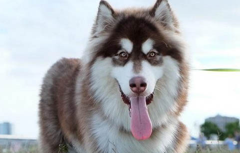 阿拉斯加犬什么時間換毛