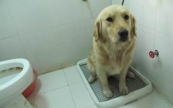 狗狗認主人