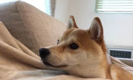 柴犬怎么挑選幼犬