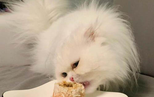 貓咪都吃什么東西