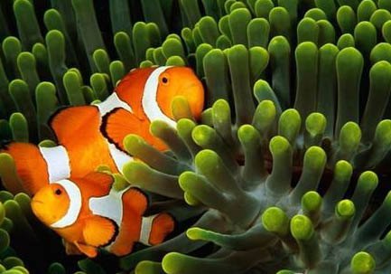 海水小丑魚怎么養(yǎng)