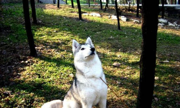 狗狗項圈好還是胸背牽引繩好
