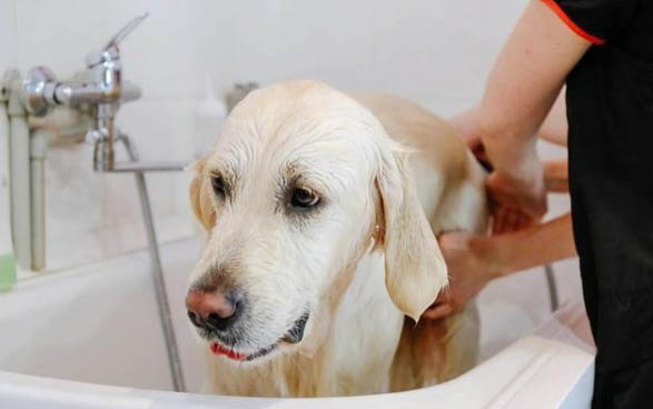 怎么辨別小狗有狂犬病