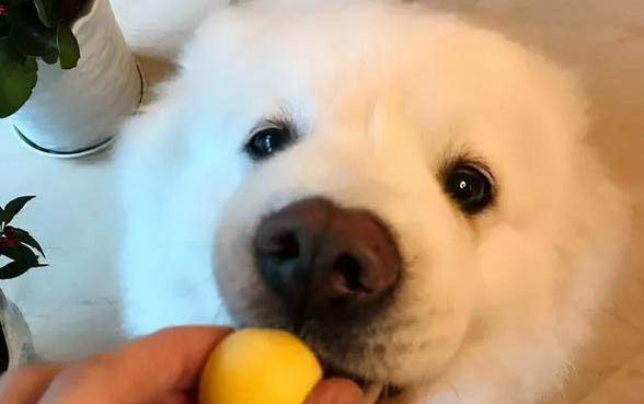 狗狗有分離焦慮癥一走就開始叫