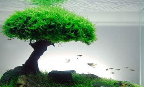 熱帶魚消化不良怎么辦