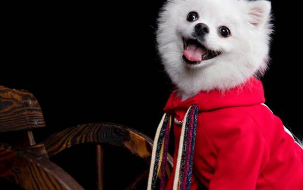 怎么給狗狗剪毛教程