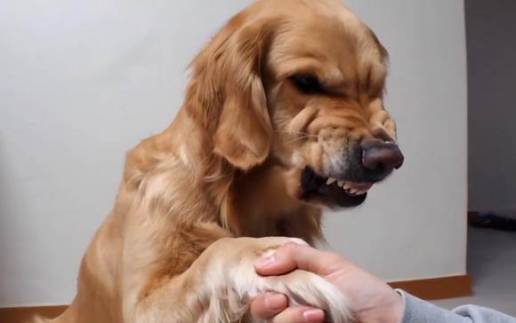 狗狗脖子里面有軟疙瘩