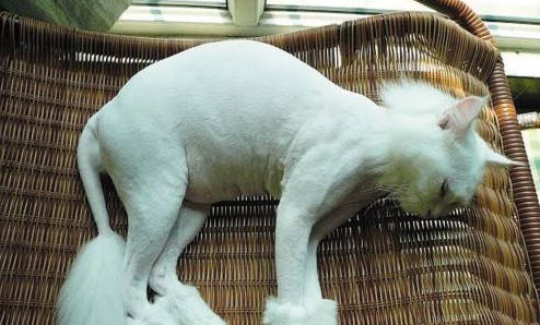 貓咪三聯多久打一次