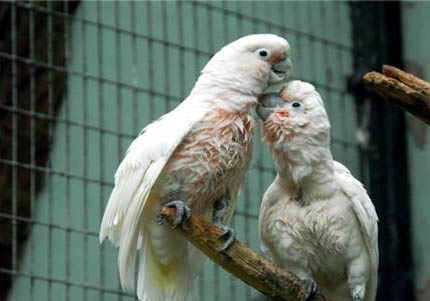玄鳳鸚鵡不吃東西怎么辦?