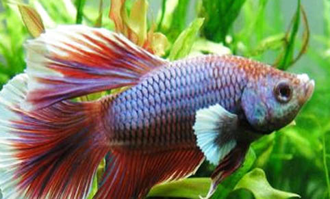 斗魚和孔雀魚能混養嗎