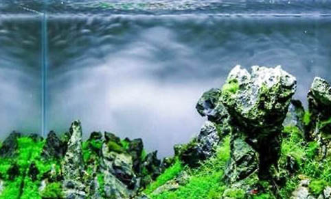 魚缸里種滿水草好嗎