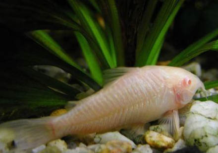 金龍魚跳缸怎么樣?