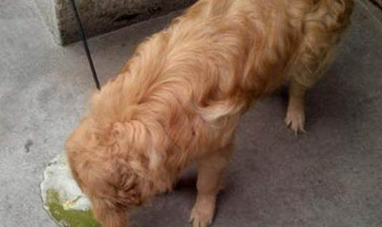 犬瘟后期有哪些癥狀