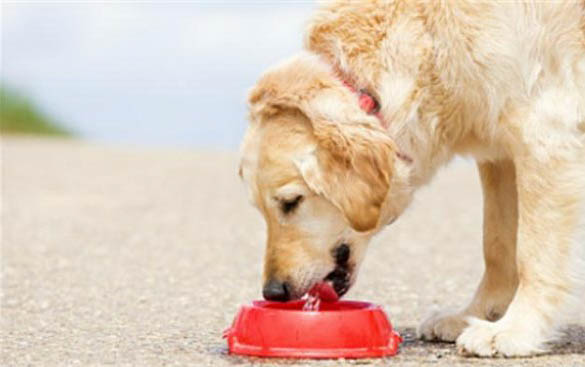 犬瘟的治療方法