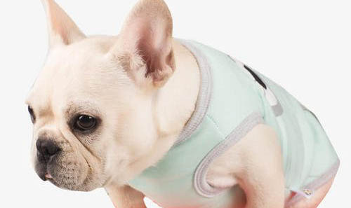 法國斗牛犬跟柯基犬哪個好