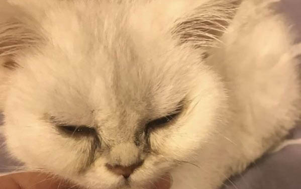 小貓四肢癱軟頭一直歪向一側