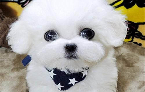 治療犬瘟的土方法