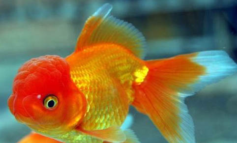 大眼金魚好不好養(yǎng)