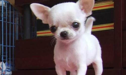 吉娃娃幼犬喂養,注意食量