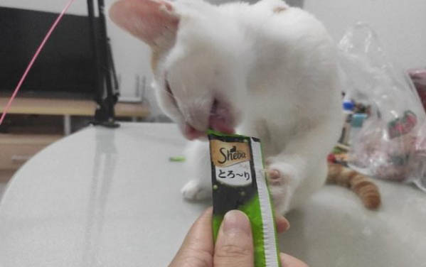 貓咪感冒藥多少錢