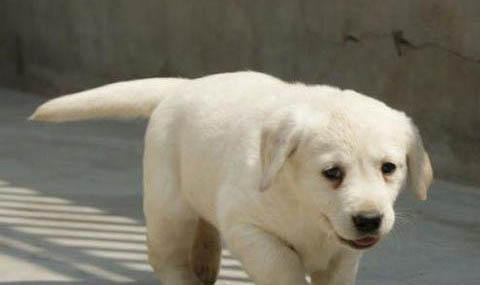 狗狗為什么會舔人