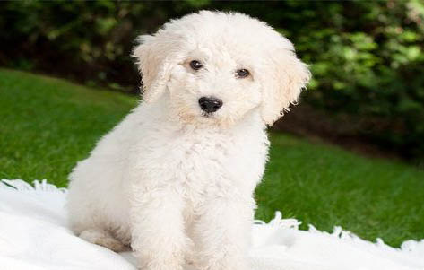 狗狗犬瘟血清后一般多久會失效?