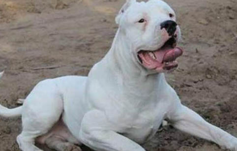 阿根廷杜高犬的優(yōu)缺點(diǎn)有哪些