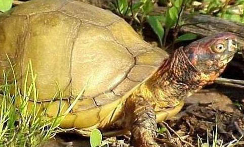 寵物龜越冬死亡的原因
