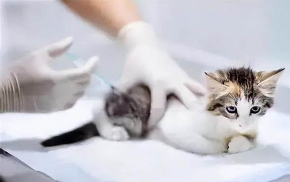 為什么老一輩不讓養貓