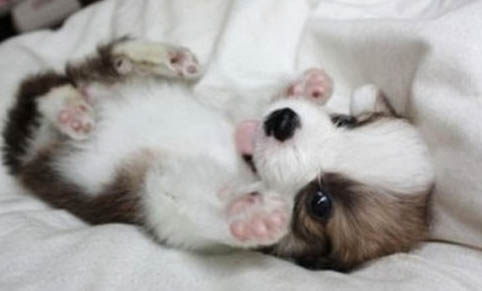 狗狗得了犬瘟能治好嗎