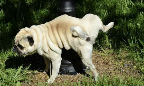 犬窩咳吃什么藥好得快
