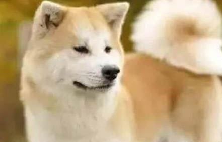 如何糾正狗兒的壞習慣
