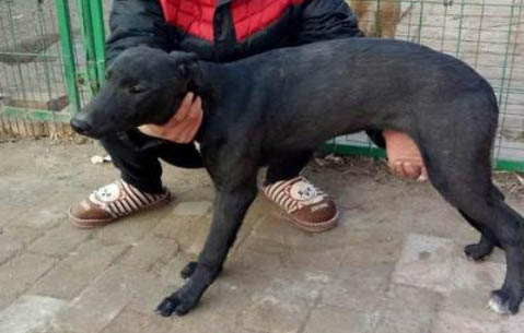 格力犬鼻子出血的原因及處理方法