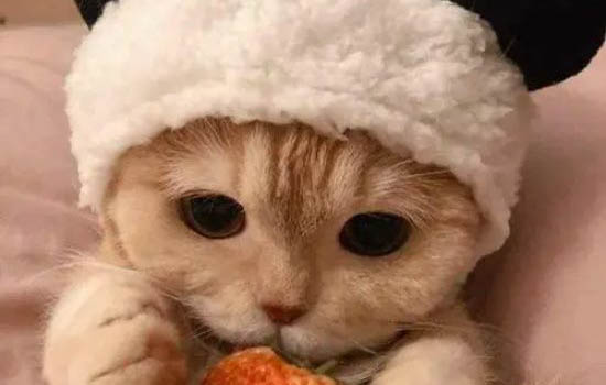 貓咪內臟受損一般能活多久
