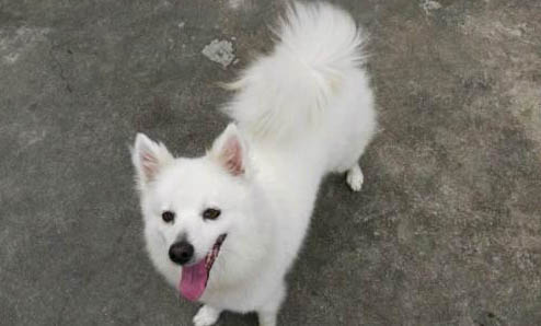 銀狐犬智商排第幾？